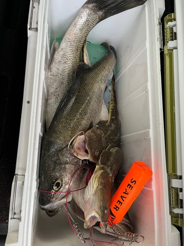 シーバスの釣果