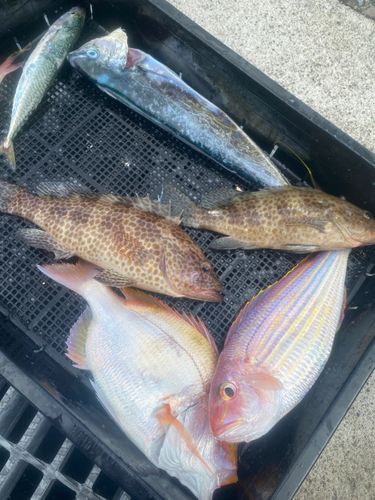 オオモンハタの釣果
