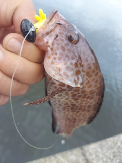 オオモンハタの釣果