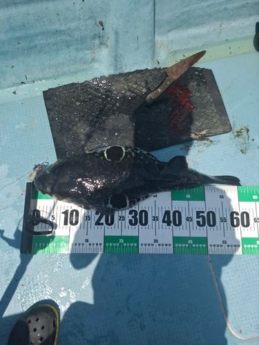 トラフグの釣果