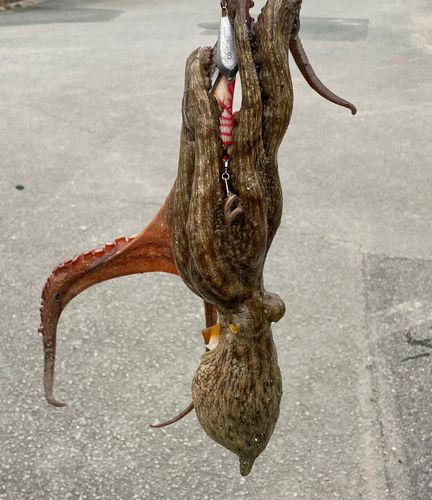 マダコの釣果
