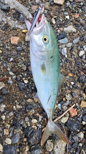 ヤズの釣果