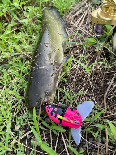 ナマズの釣果