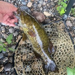 スモールマウスバス