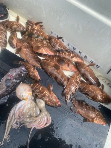 キジハタの釣果