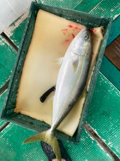 メジロの釣果