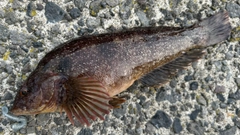 クジメの釣果