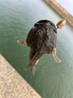 カジカの釣果