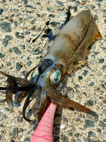 アオリイカの釣果