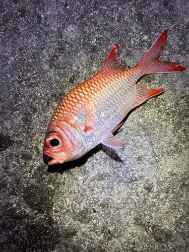 アカマツカサの釣果
