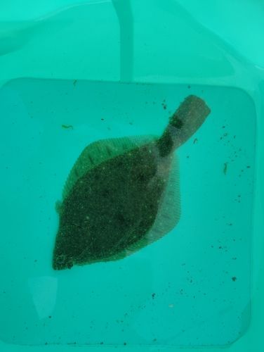 イシガレイの釣果