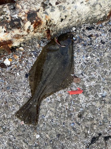 ヒラメの釣果