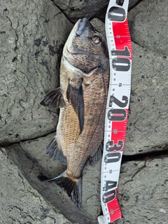 チヌの釣果