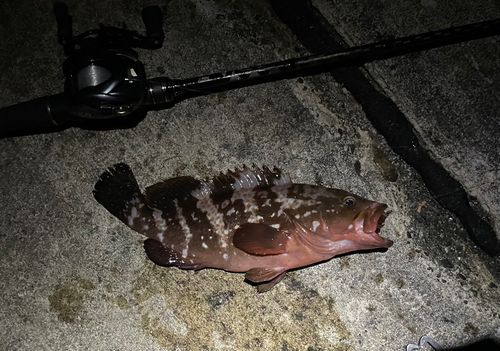 キジハタの釣果