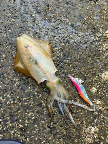 アオリイカの釣果