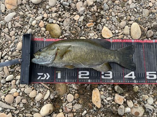 スモールマウスバスの釣果