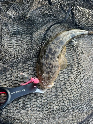 マゴチの釣果