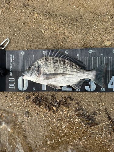 クロダイの釣果