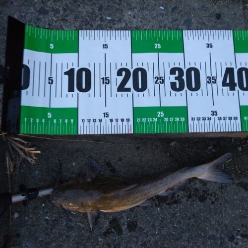 アメリカナマズの釣果