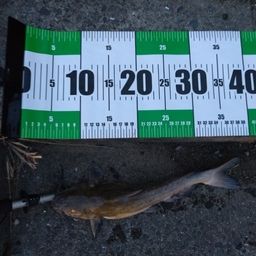 アメリカナマズ