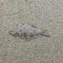 ヒラメ