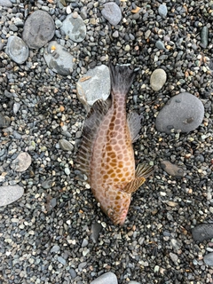 オオモンハタの釣果