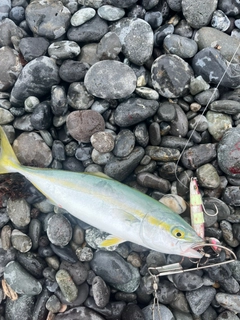 ツバスの釣果