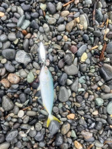 モジャコの釣果