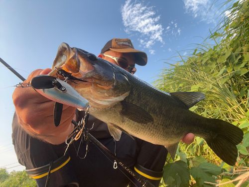 ブラックバスの釣果