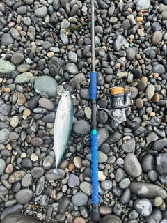 ソウダガツオの釣果