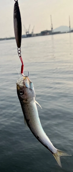 イワシの釣果
