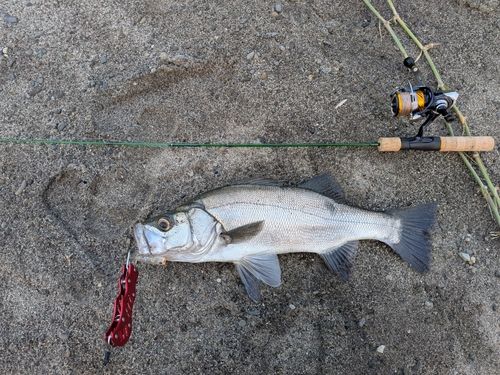 ヒラスズキの釣果