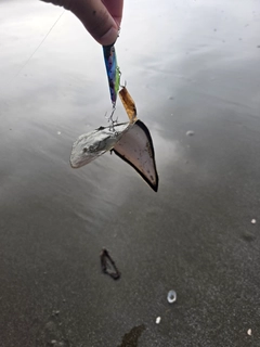 シタビラメの釣果