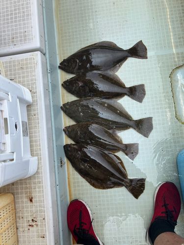 ヒラメの釣果