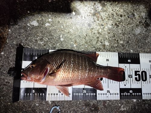 ゴマフエダイの釣果