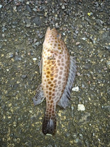 オオモンハタの釣果