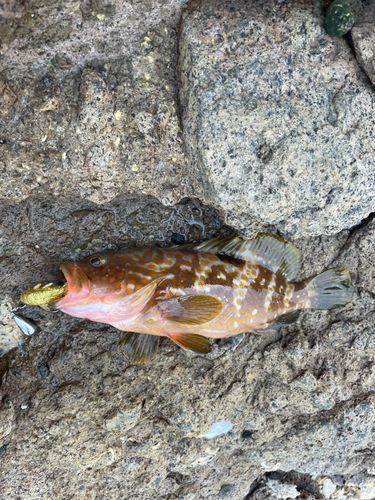 キジハタの釣果