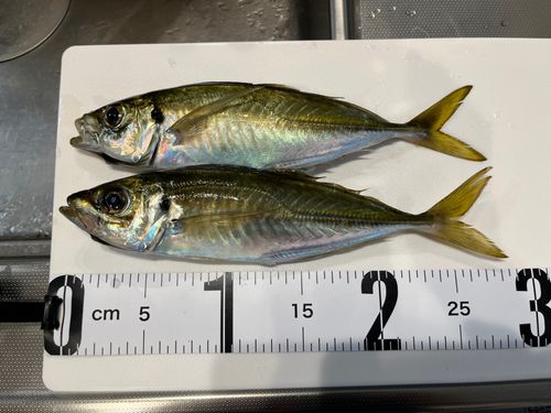 アジの釣果
