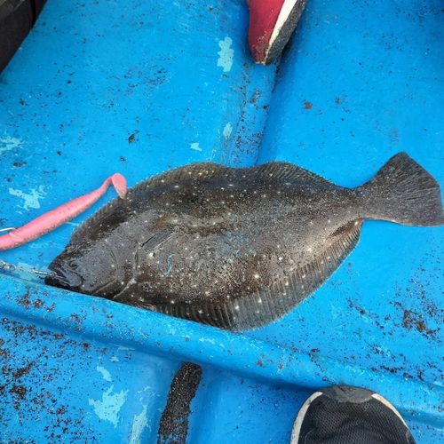 ヒラメの釣果