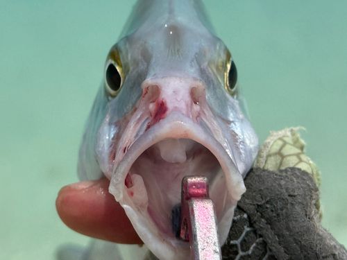 ナンヨウカイワリの釣果