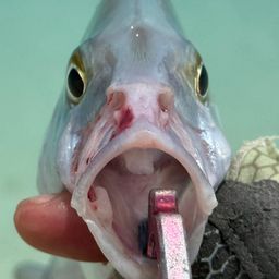 ナンヨウカイワリ