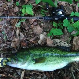 ラージマウスバス