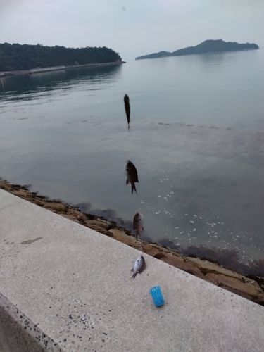 スズメダイの釣果