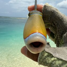クラカケモンガラ