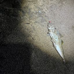 アジ