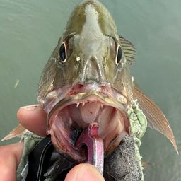 ゴマフエダイ
