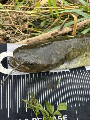 ナマズの釣果