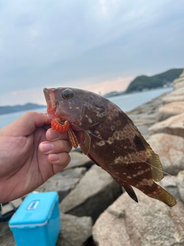 アコウの釣果