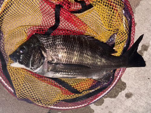 クロダイの釣果