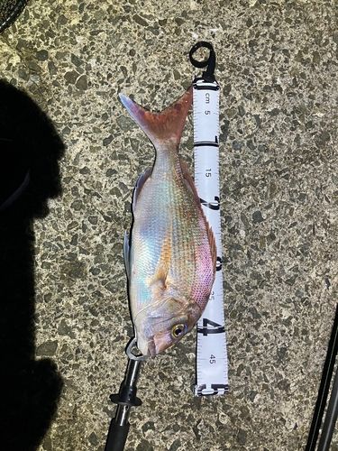 マダイの釣果